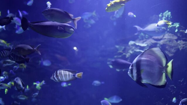 Various types of Fish Swimming inside a Big Blue Aquarium Tank