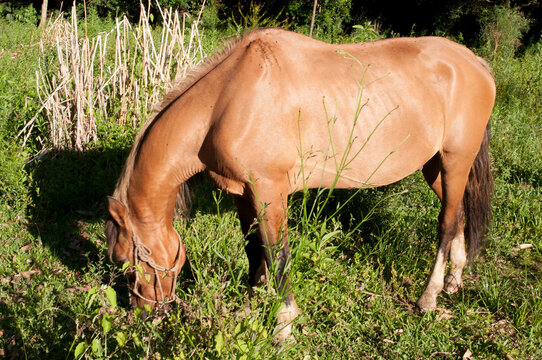 Photograph of a grazing horse