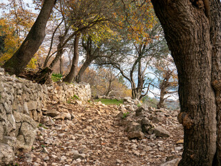 Rocky mountain footpath surrounded with leafless naked trees