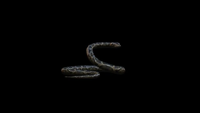 Snake Transform Video Animation Video 