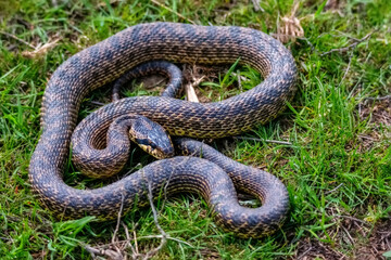 Close-up of blotched snake or Elaphe sauromates in grass