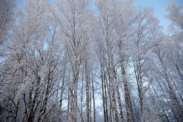 Birch grove covered with hoar frost on a cold winter day, selective focus