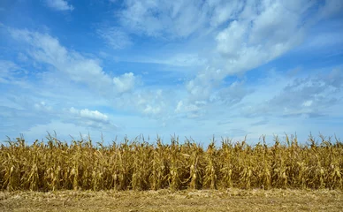 Foto auf Acrylglas Dried corn field after drought © Image Source