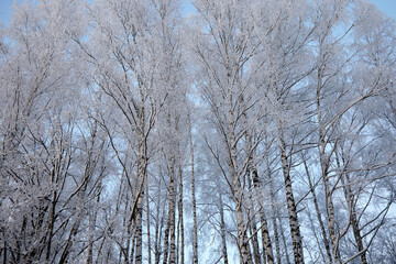 Birch grove covered with hoar frost on a cold winter day, selective focus