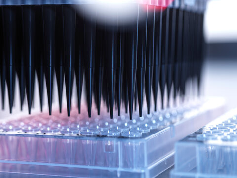 Samples being pipetted into micro plates during automated analysis in lab