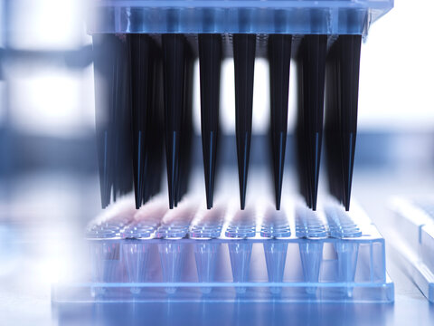 Samples being pipetted into micro plates during automated analysis in lab