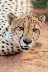 Naklejka na ściany i meble South Africa, Marakele National Park, Close-up of Cheetah