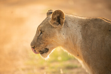Fototapeta na wymiar South Africa, Marakele National Park, Profile of lioness