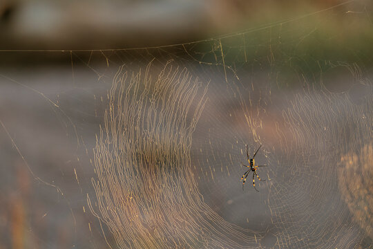 South Africa, Kruger National Park, Spider in web