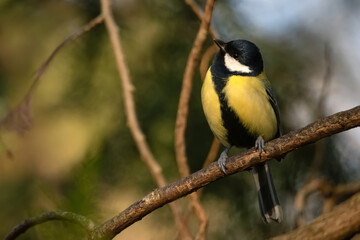 Fototapeta premium Colorful great tit or Parus major perches on a branch