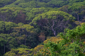 Scenic view of rainforest Sinharaja in Sri Lanka