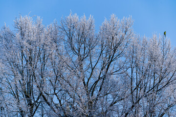 Hoar-covered trees on blue sky background