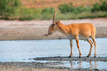 Saiga antelope or Saiga tatarica stands in steppe near waterhole