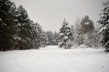 sosny na łące, zima  © Marcin Łazarczyk