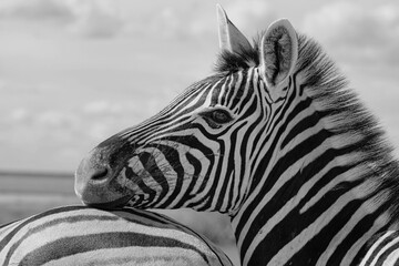 A portrait of a zebra in Etosha National Park in Namibia