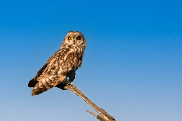 Short-eared owl or Asio flammeus perches on a branch