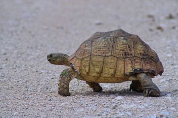 A tortoise crossing a road in Etosha National Park in Namibia during a safari trip 
