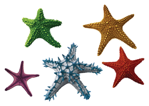 Collection of various Star fish with transparent background