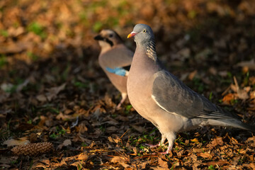 Fototapeta premium Wood pigeon or Columba palumbus walks in natural habitat