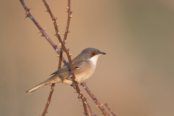 Obraz premium Female Sardinian warbler (Sylvia melanocephala)