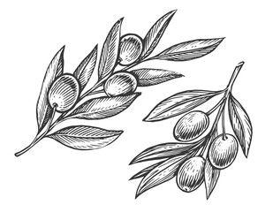 Engraved olive branch with fruits, olives and leaves. Agricultural ripe plant or fruit. Vintage sketch