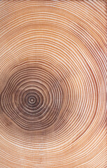 Fototapeta na wymiar Growth rings of a spruce tree. Horizontal cross section, cut through the dried trunk of an European spruce tree, Picea abies, showing the annual or tree rings. A new layer of wood is added every year.