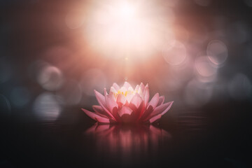 pink lotus flower at sunset, bokeh background and Blur effect with shallow depth of field
