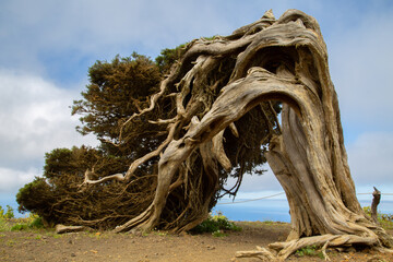 A tree which has been shaped by high speed winds over time, Canary Islands, Spain