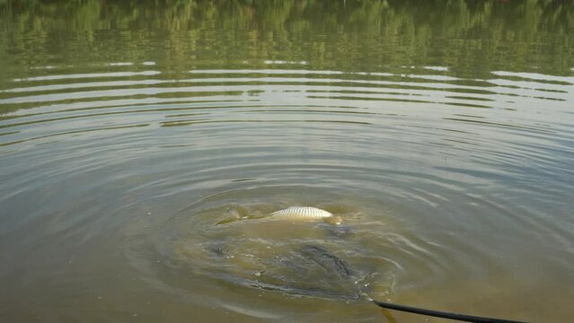 Releasing a fish back into the lake