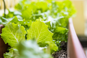 Lettuce. Picking organic salad plant in plastic plant pot for breakfast at morning time, Vegetable gardening at home, Selective focus, Farming and growing your own food concept.
