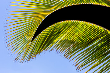 Palme éclatée pour insert photo de paysages exotiques tropicaux 
