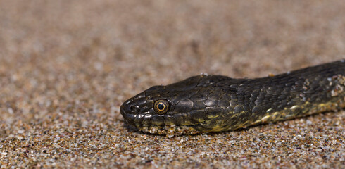 Natrix tessellata. The dice snake is a European non venomous snake belonging to the family Colubridae, subfamily Natricinae. The reptile lives on the sandy beach of the Black Sea.