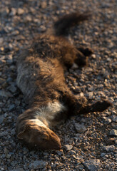 Beech marten (Martes foina), also known as the stone, house or white breasted marten. Road wars -...