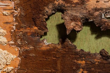 Birch bark is the natural background of the tree. Spotted pattern