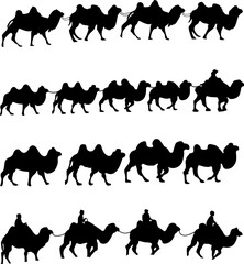 Silhouettes of Camel Team