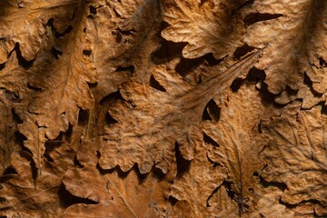 Dry oak leaves on a dark autumn background. Abstract texture