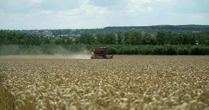 wheat harvest using machine harvesting season farming fields