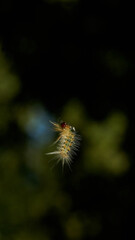 Details of a Caterpillar in its silk with plants in the background plant