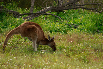 Small Kangaroo Grazing in Western Australian National Park