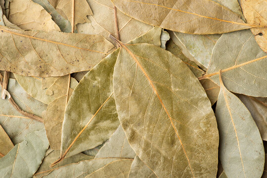 Bay leaf on table. Dried leaves of bay tree used for adding flavour to dishes
