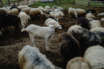 little sheep in the field