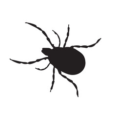 Silhouette of realistic flea in isolate on a white background. Vector illustration