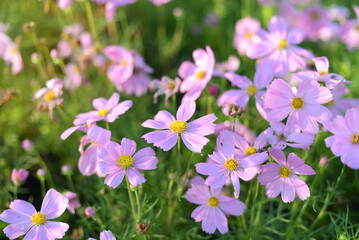 Fototapeta premium Colorful flowers are blooming fresh in the morning of spring garden with soft sunlight.