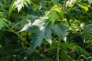 Green leaves on a branch of big maple Acer saccharinum on sunny summer day against a blurred...