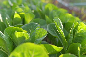 Closeup view of green cos lettuce on organic farm