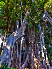 Fototapeta premium Ficus gigante