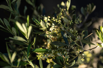 Closeup of olive tree blossom. Österbotten/Pohjanmaa, Finland