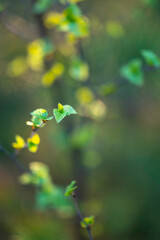 Closeup of birch leaves in spring. Österbotten/Pohjanmaa, Finland