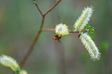 Closeup of a bumblebee and willow flowers. Österbotten/Pohjanmaa, Finland