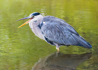  A Great Blue Heron ( Ardea herodias) standing in a creek having a good laugh.